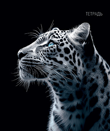 Тетради - Тетрадь, 48 л., в клетку, А5, "Дикая кошка"