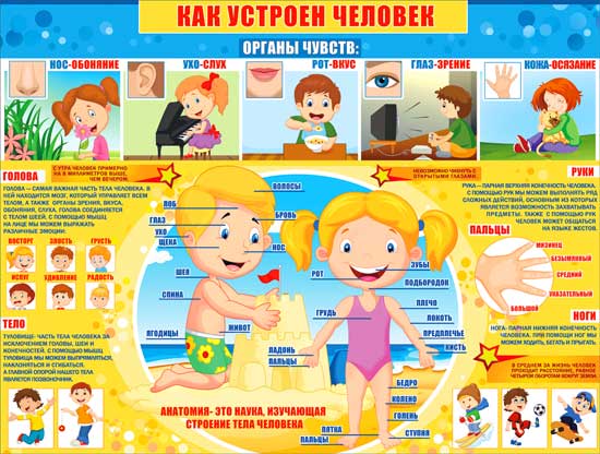 Плакат "Как устроен человек"