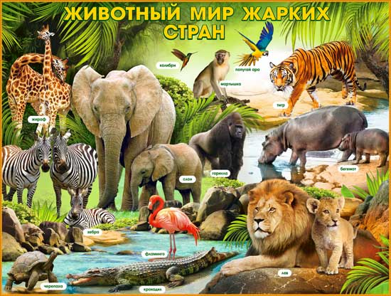 Плакат "Животный мир жарких стран"