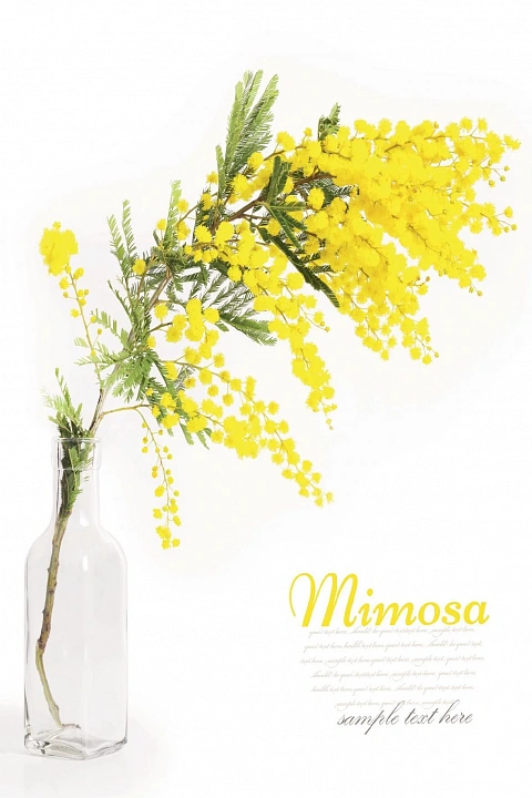 Открытка "Mimosa"